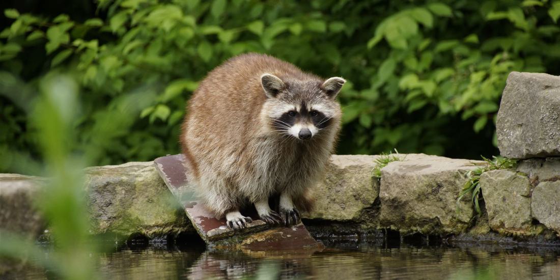 Waschbaer