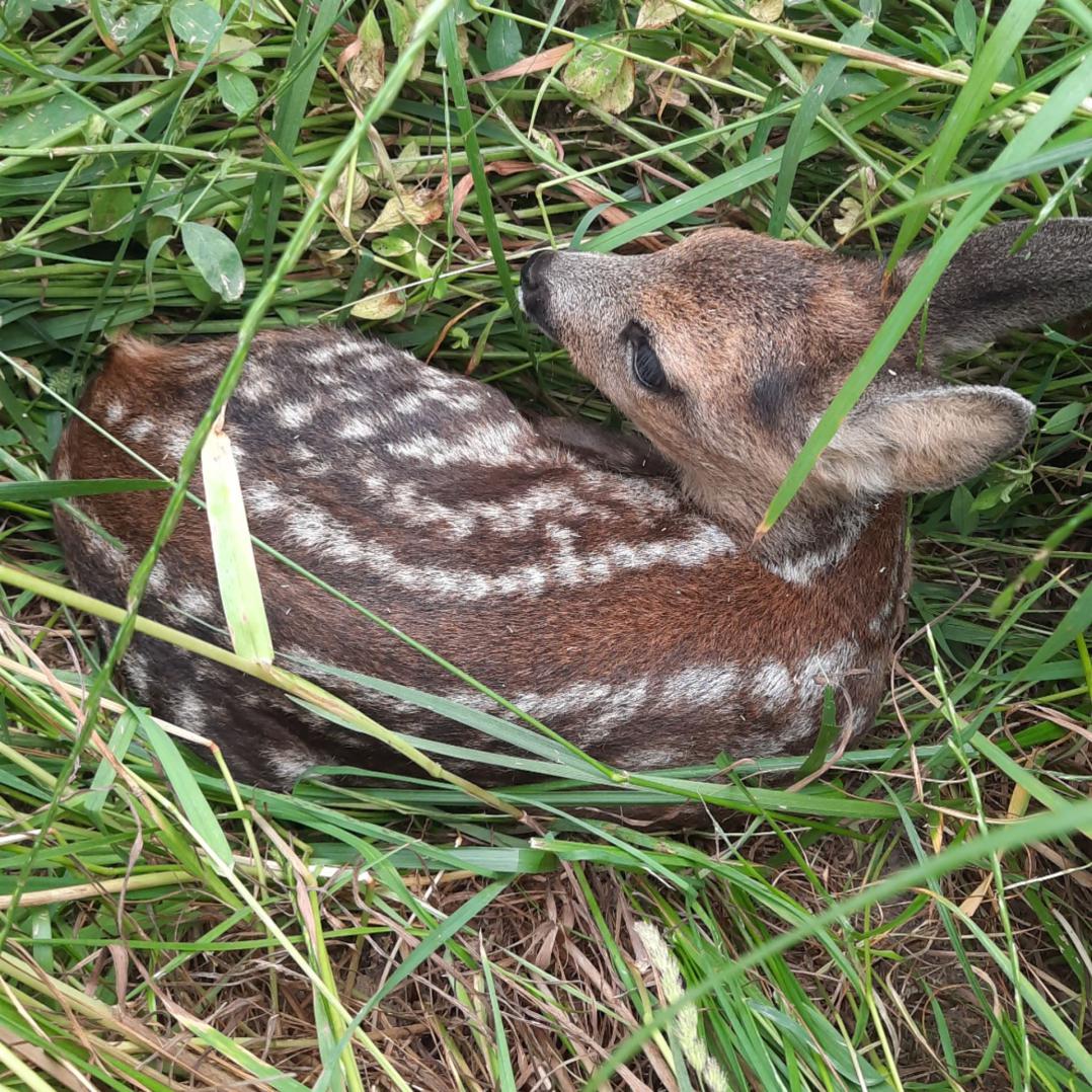 Rehkitz in der Wiese